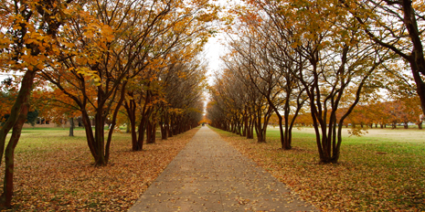 campus walkway